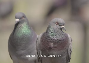  Filmstill aus dem AVÜ-Kinospot 2 Tauben und Untertitel (Filmstill aus dem AVÜ-Kinospot)